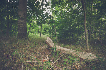 Image showing Lumb of wood in a forest