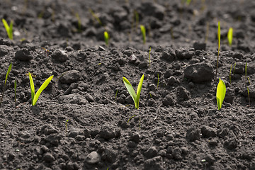 Image showing Corn sprouts in the soil