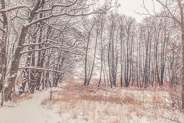 Image showing Snow on tree branches in the forest