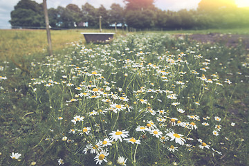 Image showing Marguerite flowers on a meadow