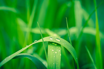 Image showing Drops of rain on a green leaf
