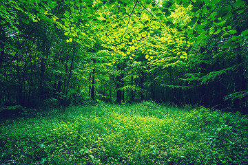 Image showing Green leaves in a forest clearing