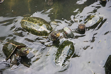 Image showing Tortoises