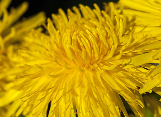 Image showing yellow dandelions in spring