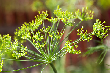 Image showing green umbrella dill