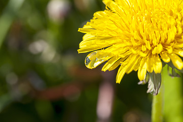 Image showing yellow dandelions in spring