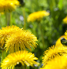 Image showing yellow dandelions in spring