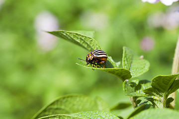 Image showing adult Colorado potato beetle