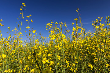 Image showing yellow flower of rape