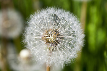 Image showing White dandelions in the field