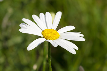 Image showing camomile flower close-up