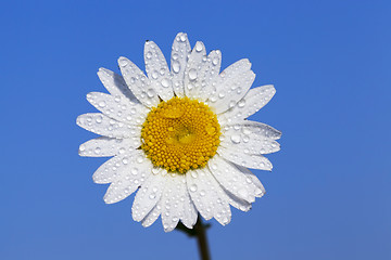Image showing camomile flower close-up