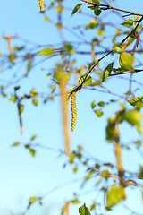 Image showing Young leaves of birch