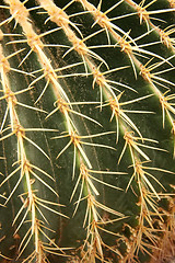 Image showing Cactus closeup