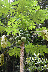 Image showing Papaya tree
