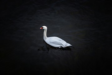 Image showing Swan swimming in the pond