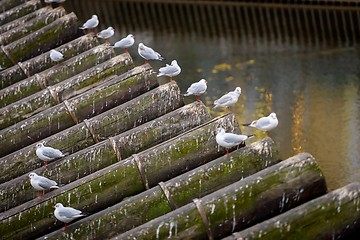 Image showing Flock of sitting birds