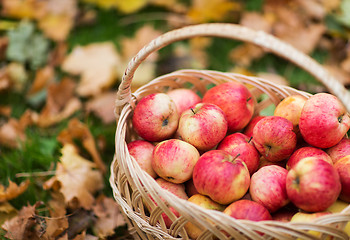 Image showing wicker basket of ripe red apples at autumn garden