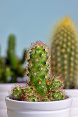 Image showing Group of Cactus in a Pot 