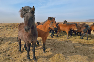 Image showing Beautiful icelandic horses in spring