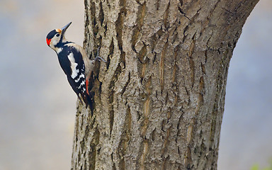 Image showing Male great spotted woodpecker (Dendrocopos major)