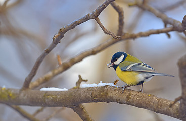 Image showing Great tit on branch 