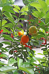 Image showing Oranges offering
