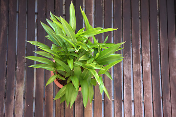 Image showing Houseplant zen