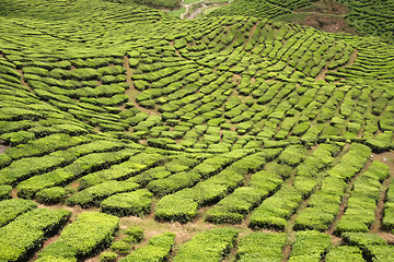 Image showing Tea plantation