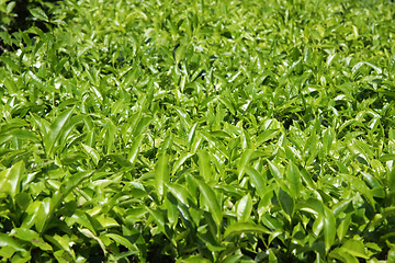 Image showing Tea plantation