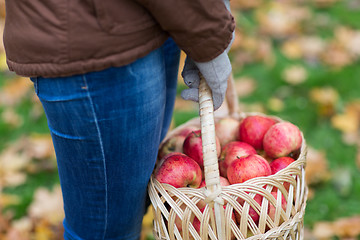 Image showing close up of woman with apples in basket at autumn