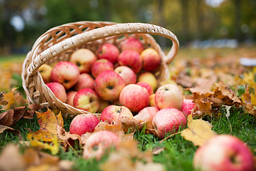 Image showing wicker basket of ripe red apples at autumn garden