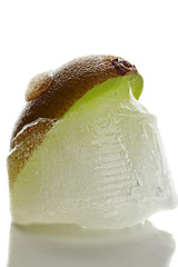 Image showing Kiwi frozen in ice closeup