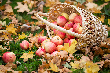 Image showing wicker basket of ripe red apples at autumn garden