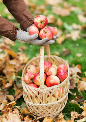 Image showing woman with basket of apples at autumn garden