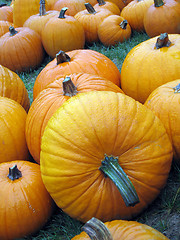 Image showing pumpkins