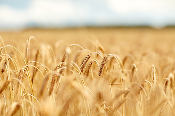 Image showing cereal field with spikelets of ripe rye or wheat