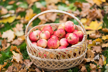 Image showing wicker basket of ripe red apples at autumn garden