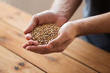 Image showing male farmers hands holding malt or cereal grains