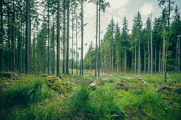 Image showing Green grass and tall trees in a forest