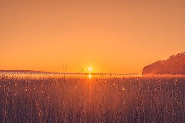 Image showing Reed in the sunrise