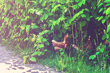 Image showing Chickens walking free in the nature