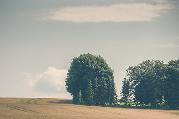 Image showing Trees on a rural field