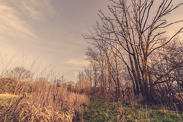 Image showing Trees without leaves in the fall