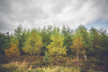 Image showing Birch trees in autumn colors