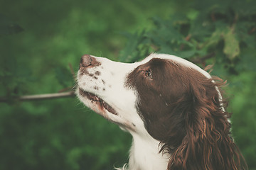 Image showing Cute dog portrait in a forest