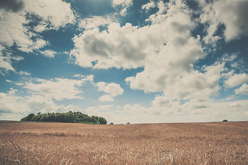 Image showing Summer landscape with golden grain