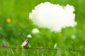 Image showing Daydreaming bird on barb wire