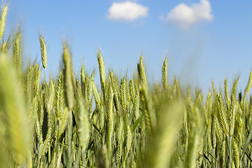 Image showing Field with cereal