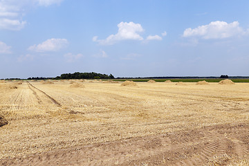 Image showing cereal harvest, summer